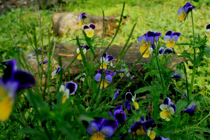 flower photography art prints