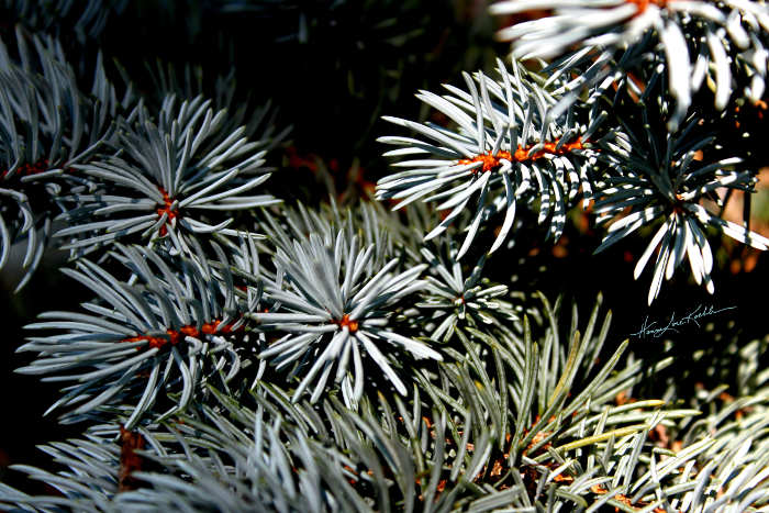 nature photography art prints 