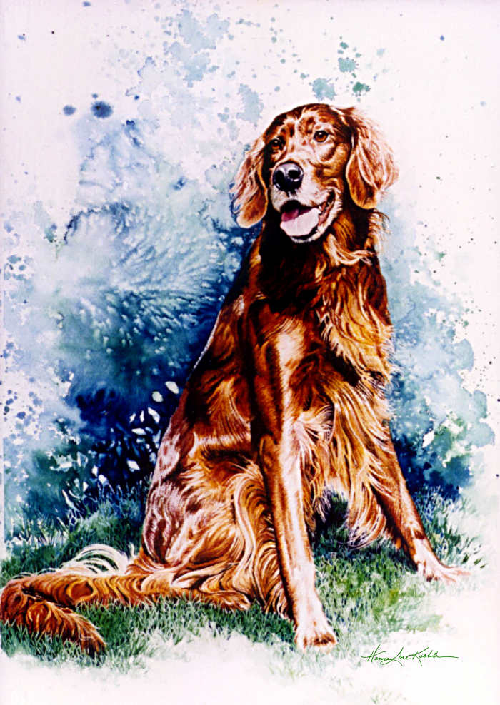 Irish Setter portrait
