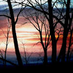 silhouette painting of lacy trees in autumn sunset