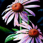 purple cone flower painting of echaneasia