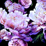 Peonies