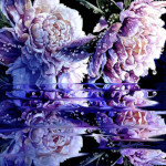 Peony Reflections