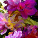 Digital dahlia art composition