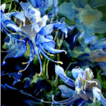 Columbine True Love Devine