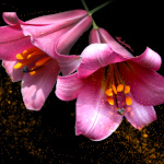 Together Forever Lilies