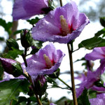 art photo of rose of sharon