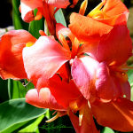 Canna Lily Art Photo