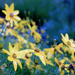 Yellow flowers on a rainy morning