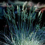 blue grass swaying in spring breeze art photography