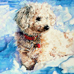 Wildlife And Pet Portraits