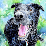 Black Labrador Retriever